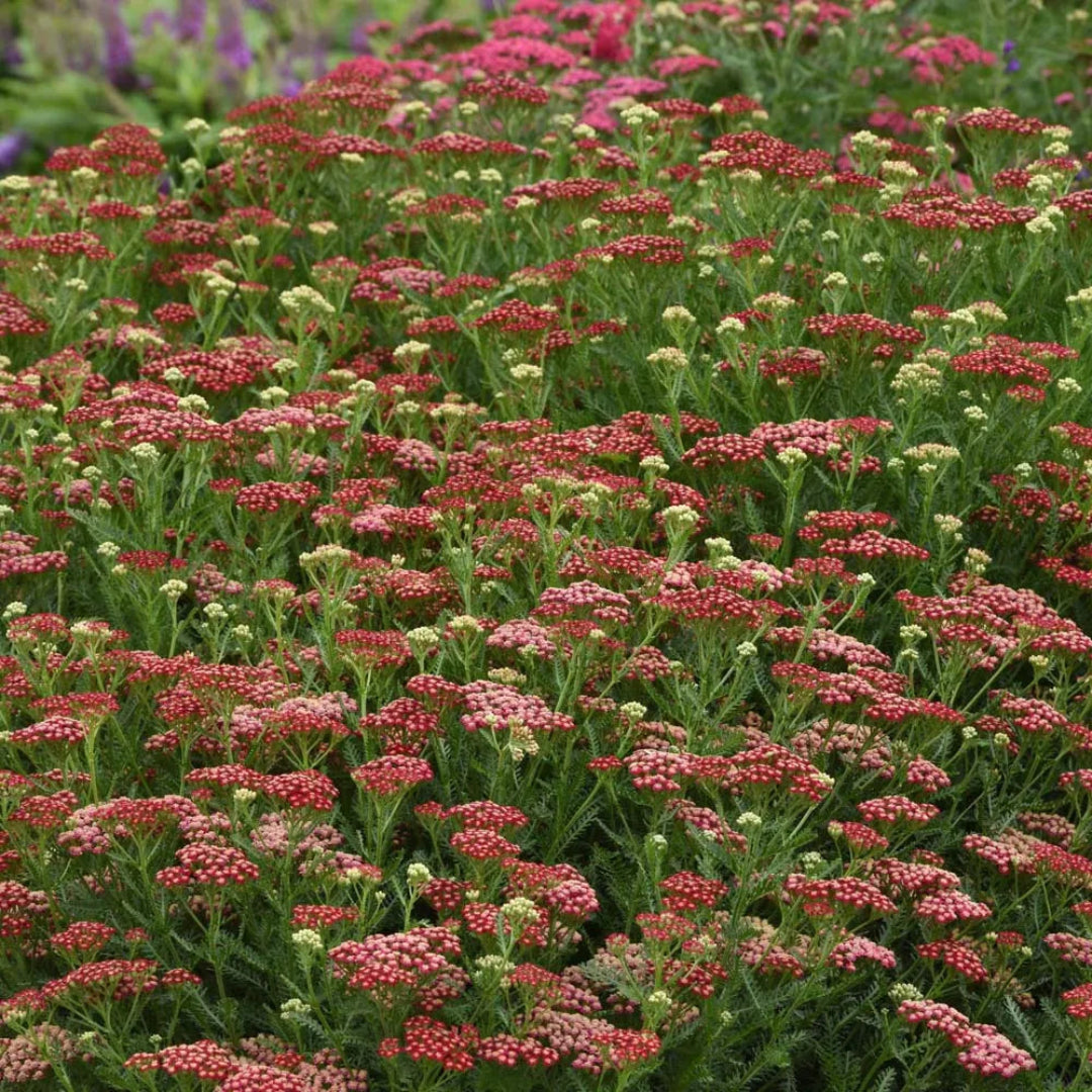 Achillea New Vintage Series &