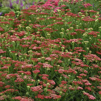 Achillea New Vintage Series 'Red' - [EG]