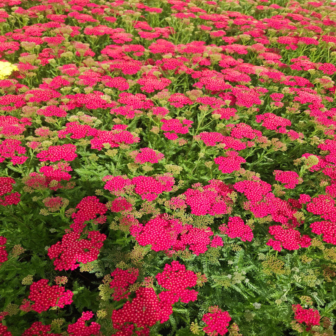 Achillea New Vintage Series &