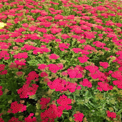 Achillea New Vintage Series &