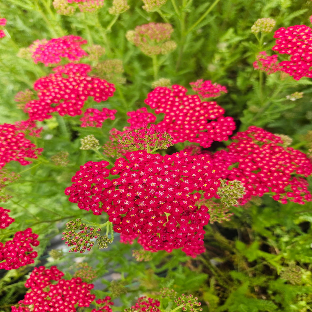 Achillea New Vintage Series &