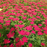 Achillea New Vintage Series 'Red' - [EG]