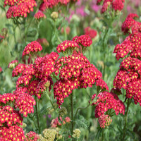 Achillea Millefolium 'Strawberry Seduction- Large Clusters of Long  [EG]
