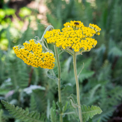 Achillea Coronation Gold Yarrow plant with golden yellow flowers