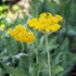 Achillea Coronation Gold Yarrow plant with golden yellow flowers