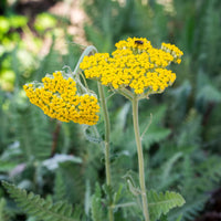 Achillea Coronation Gold Yarrow plant with golden yellow flowers