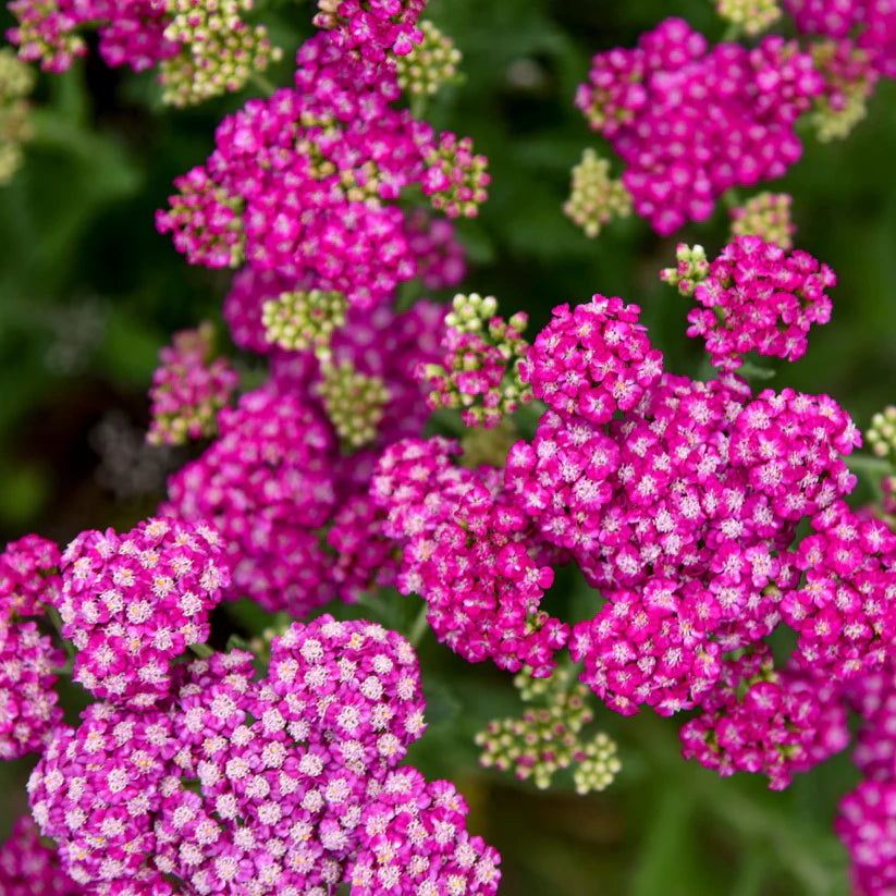 Achillea Firefly Collection &