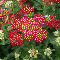 Achillea Millefolium 'Strawberry Seduction- Large Clusters of Long  [EG]