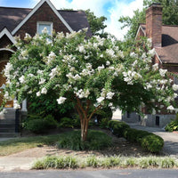 White flowering Crape Myrtle with elegant branching and fresh summer blossoms