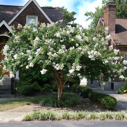 Acoma White Crape Myrtle