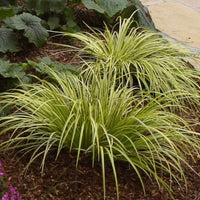 Acorus Ogon ornamental grass with variegated foliage