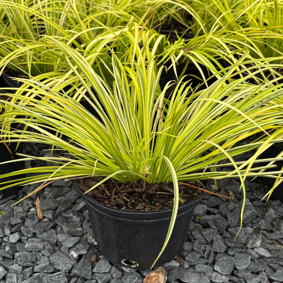 Acorus gramineus ‘Ogon’ – Golden Variegated Sweetflag Grass