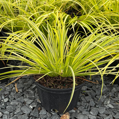 Acorus gramineus ‘Ogon’ – Golden Variegated Sweetflag Grass
