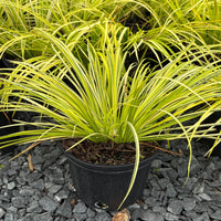 Acorus gramineus ‘Ogon’ – Golden Variegated Sweetflag Grass