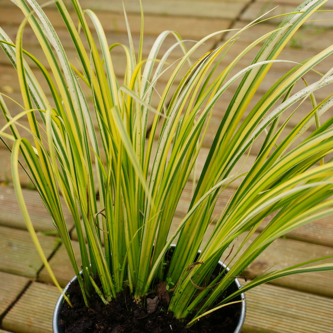 Acorus gramineus ‘Ogon’ – Golden Variegated Sweetflag Grass