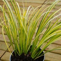 Acorus gramineus ‘Ogon’ – Golden Variegated Sweetflag Grass