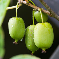 Issai Hardy Kiwi Vine