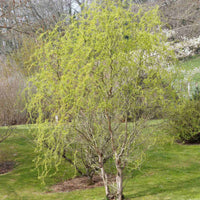 Mature Corkscrew Willow near water