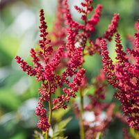 Montgomery Astilbe