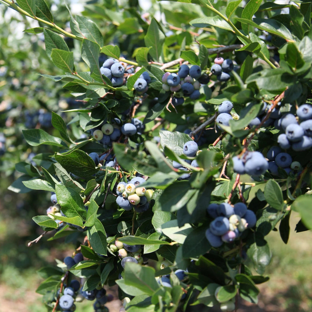 Delite Blueberry Bush