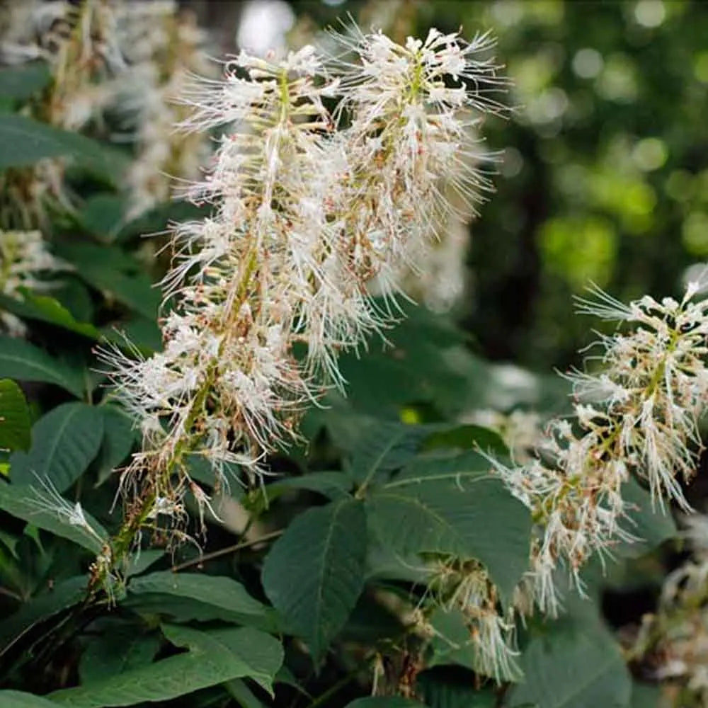 White Buckeye (Bottlebrush Buckeye)