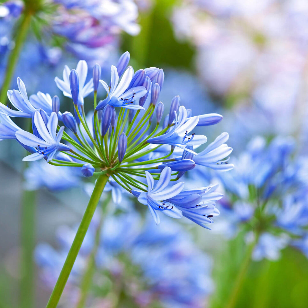 Agapanthus Blue (Lily of the Nile)