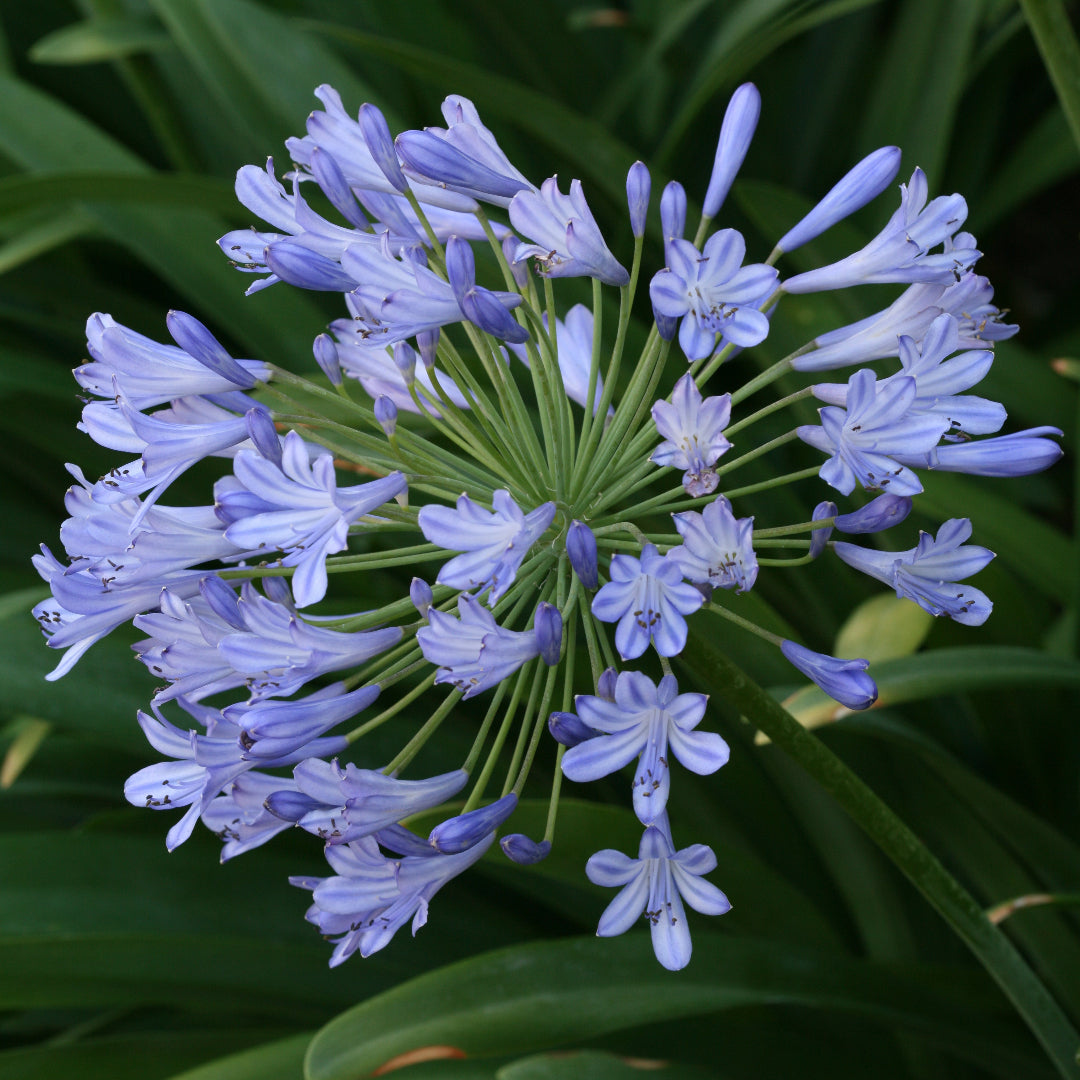 Agapanthus Blue (Lily of the Nile)