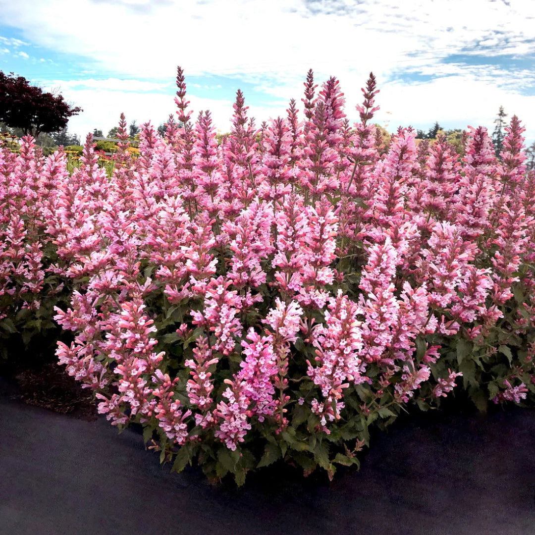 Agastache ‘Pink Pearl’ Hyssop