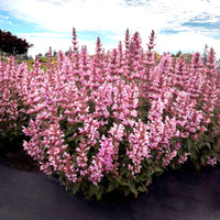 Agastache ‘Pink Pearl’ Hyssop