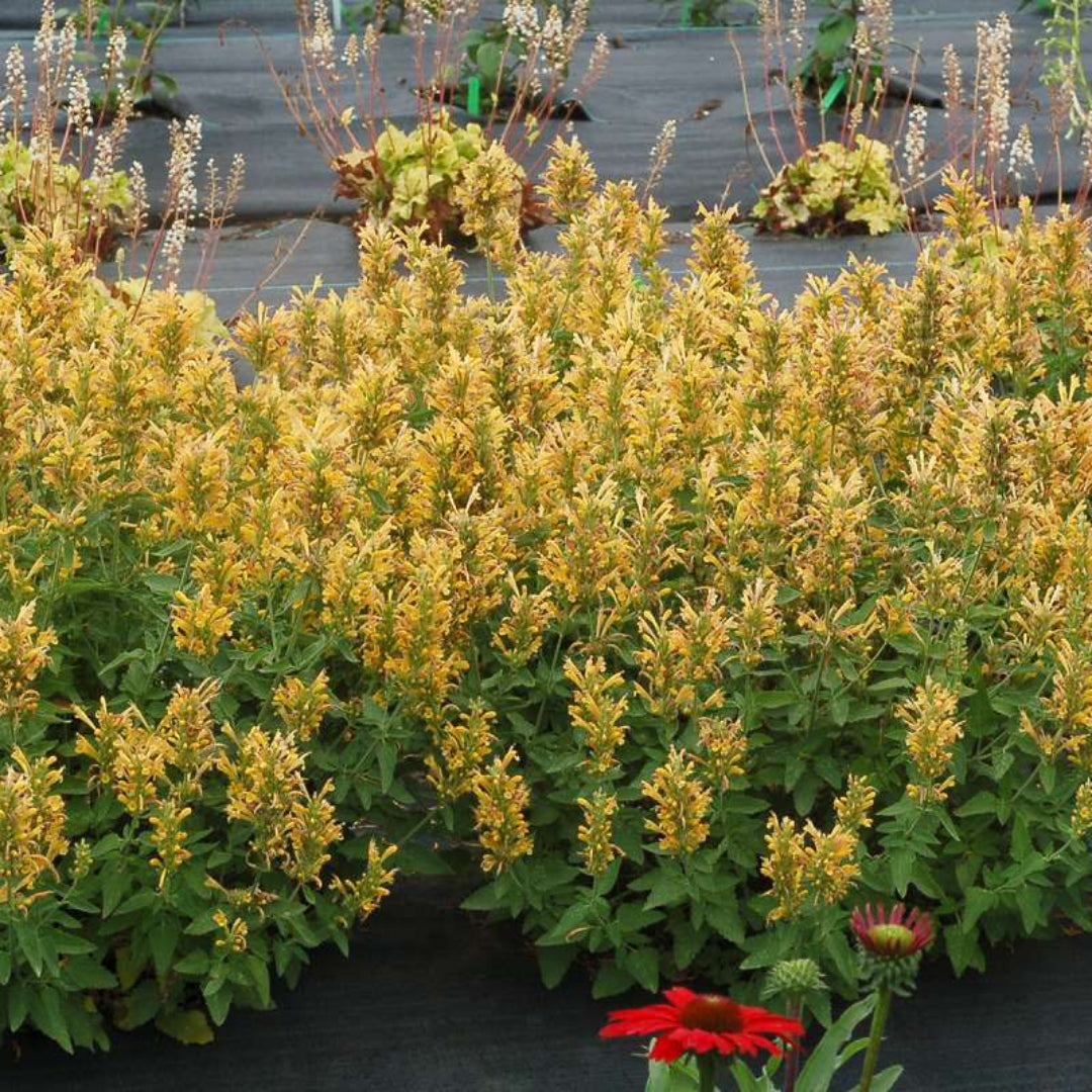 Agastache Poquito Series &