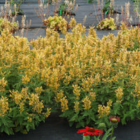 Agastache Poquito Series 'Butter Yellow' - [EG]