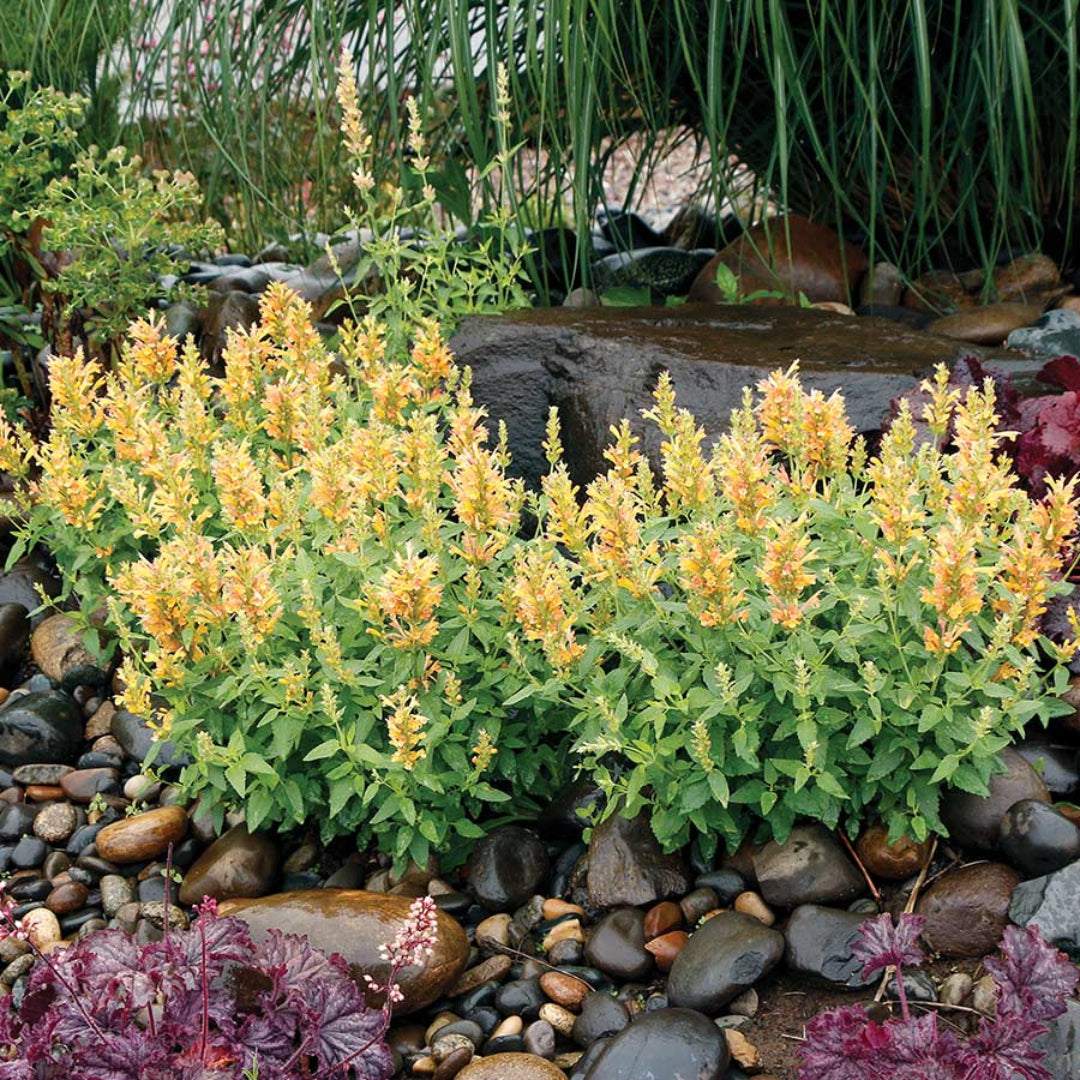 Agastache Poquito Series &