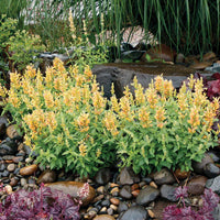 Agastache Poquito Series 'Butter Yellow' - [EG]