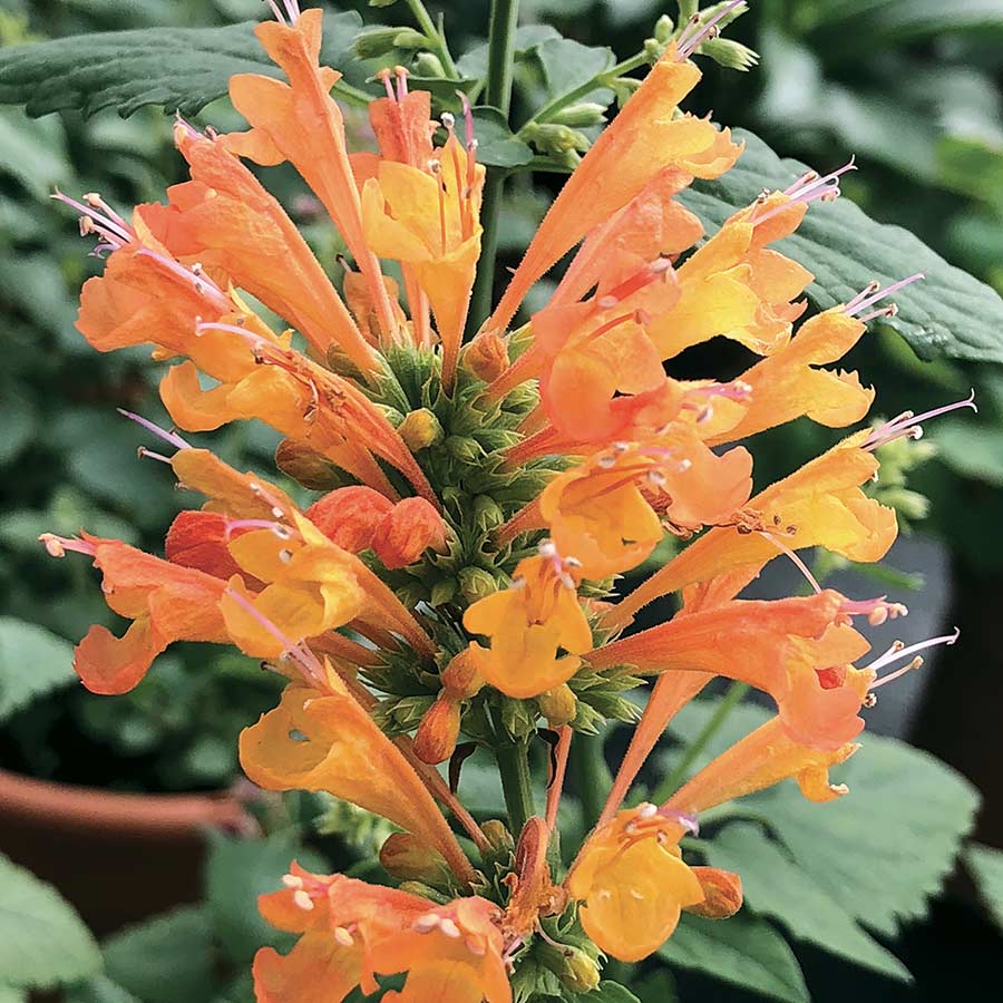 Agastache Poquito Series &
