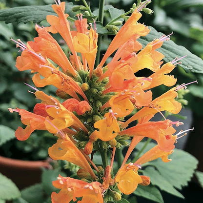 Agastache Poquito Series &