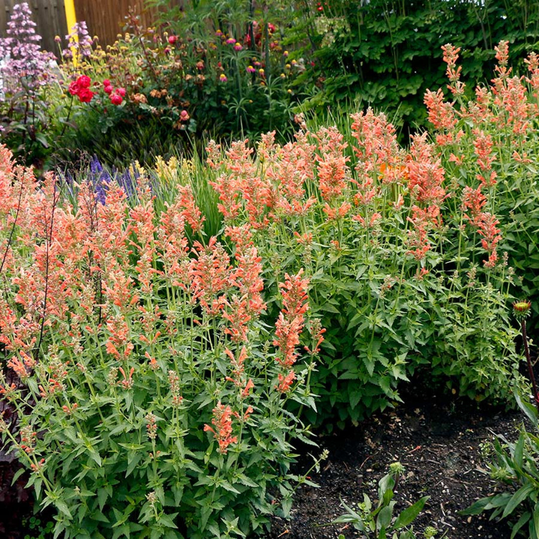 Agastache Poquito Series &