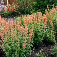 Agastache Poquito Series 'Orange' - [EG]