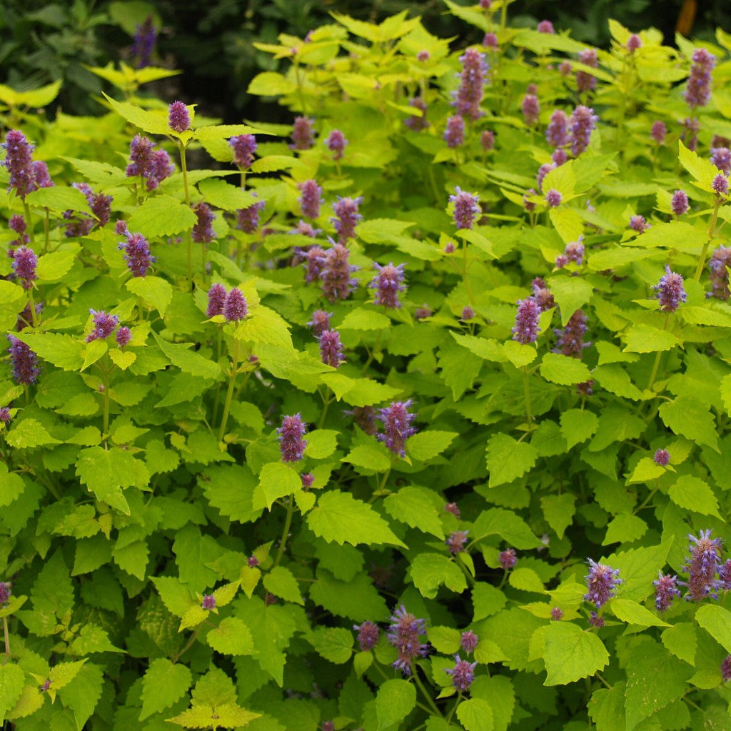 Agastache Foeniculum Golden Jubilee Anisehyssop_Golden Hyssop Herb Has Golden-Green Colored Foliage with Contrasting Blue Flowers.