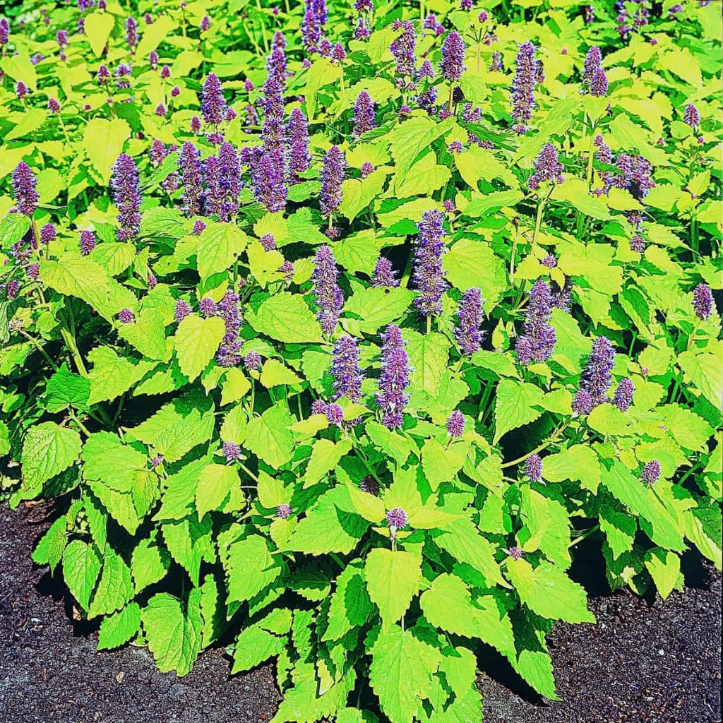 Agastache Foeniculum Golden Jubilee Anisehyssop_Golden Hyssop Herb Has Golden-Green Colored Foliage with Contrasting Blue Flowers.