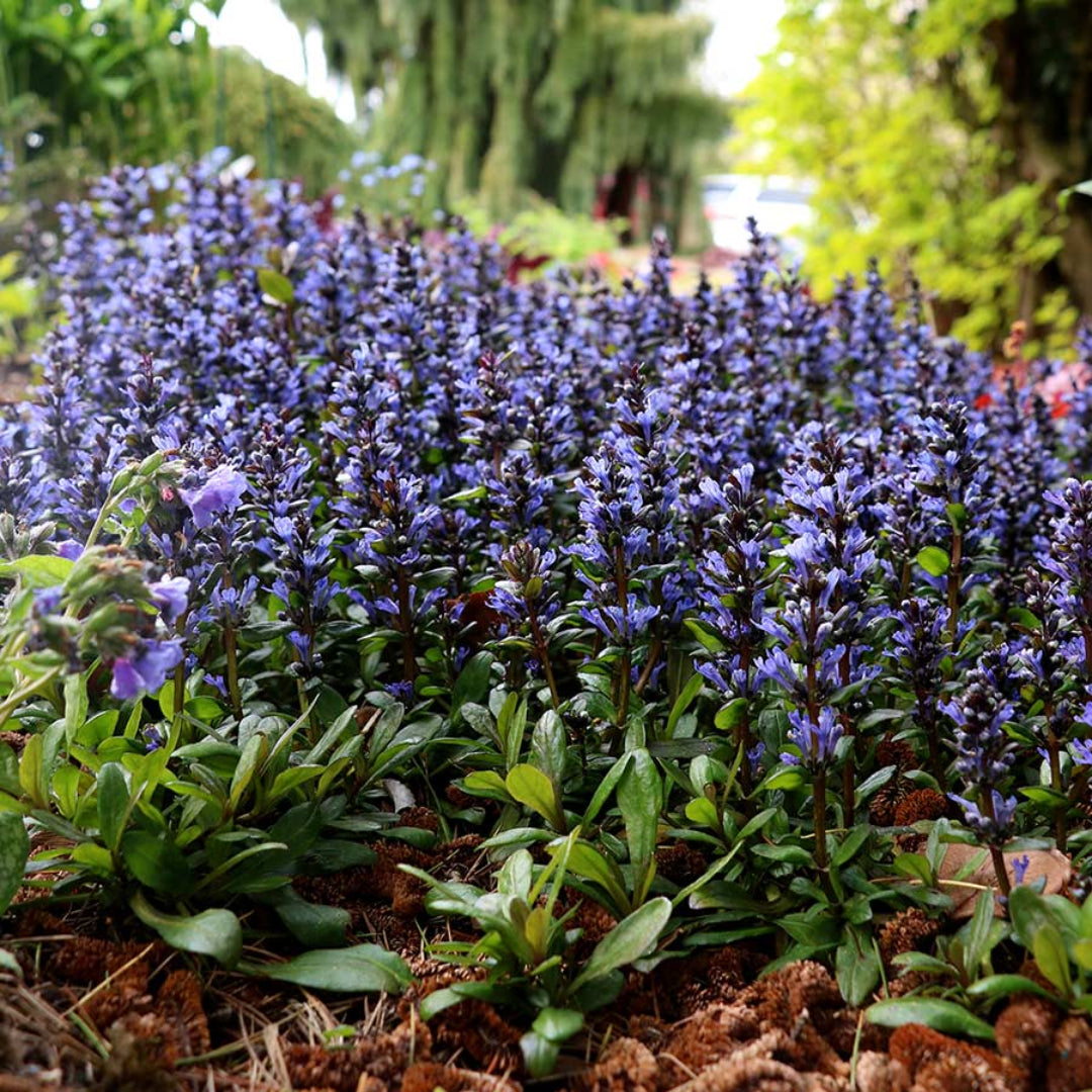 Ajuga Reptans Blueberry Muffin - [EG]