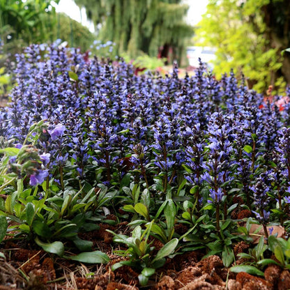 Ajuga Reptans Blueberry Muffin - [EG]