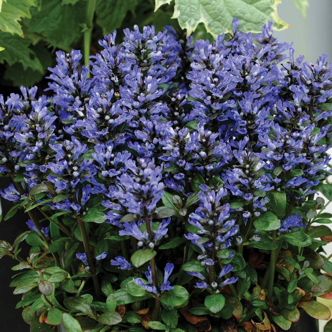 Ajuga Reptans Blueberry Muffin - [EG]