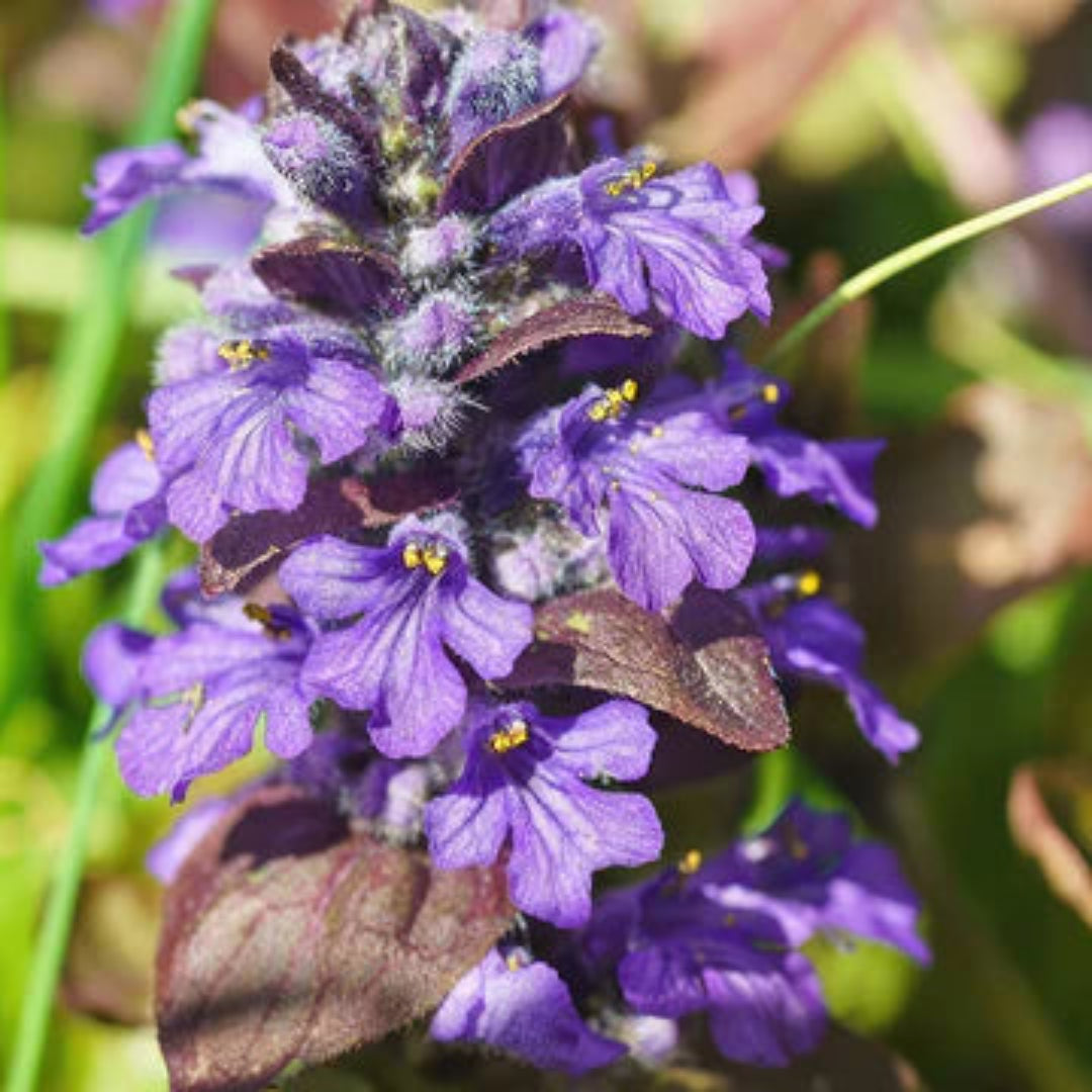 Ajuga Reptans &
