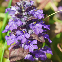 Ajuga Catlin’s Giant foliage and flowers