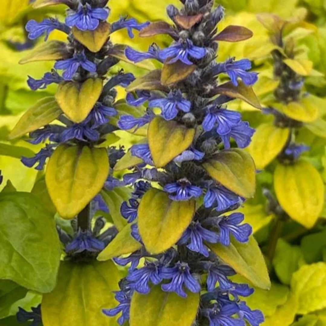 Ajuga Feathered Friends™ Cordial Canary - [EG]