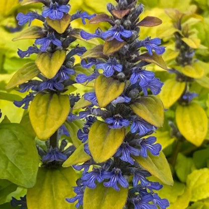 Ajuga Feathered Friends™ Cordial Canary - [EG]