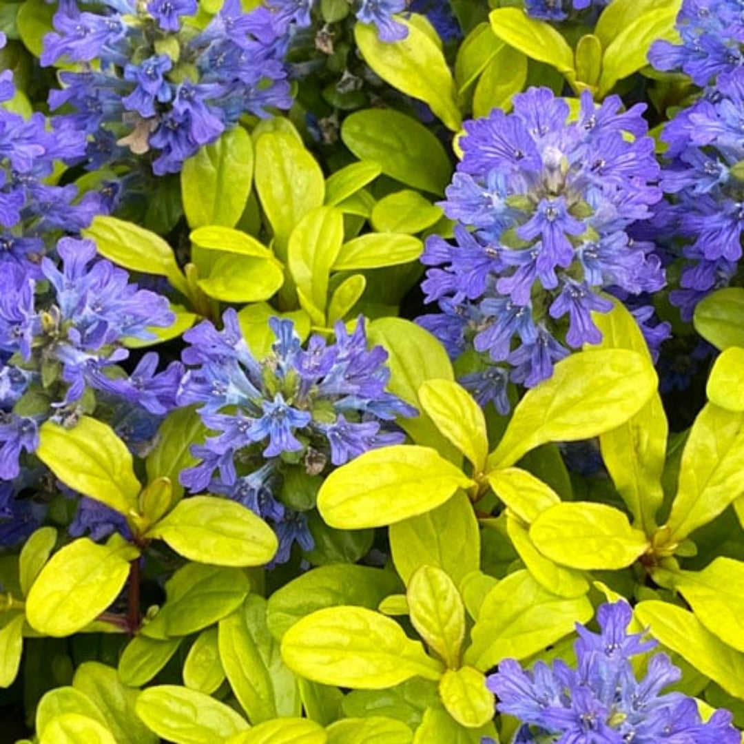 Ajuga Feathered Friends™ Cordial Canary - [EG]