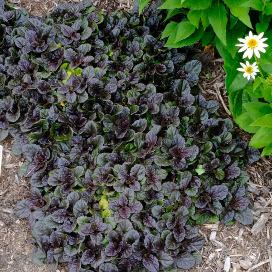 Ajuga reptans Black Scallop blooms