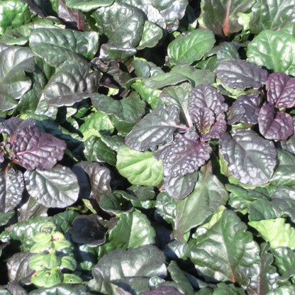 Ajuga Reptans &