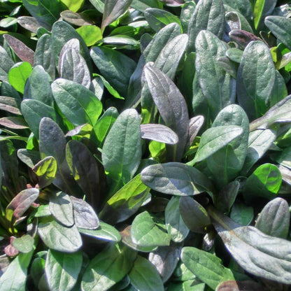 Chocolate Chip Bugleweed - [EG]